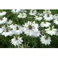 thumbnail image 3 of Seedville 500 Love In A Mist White Flower Seeds, 3 of 10