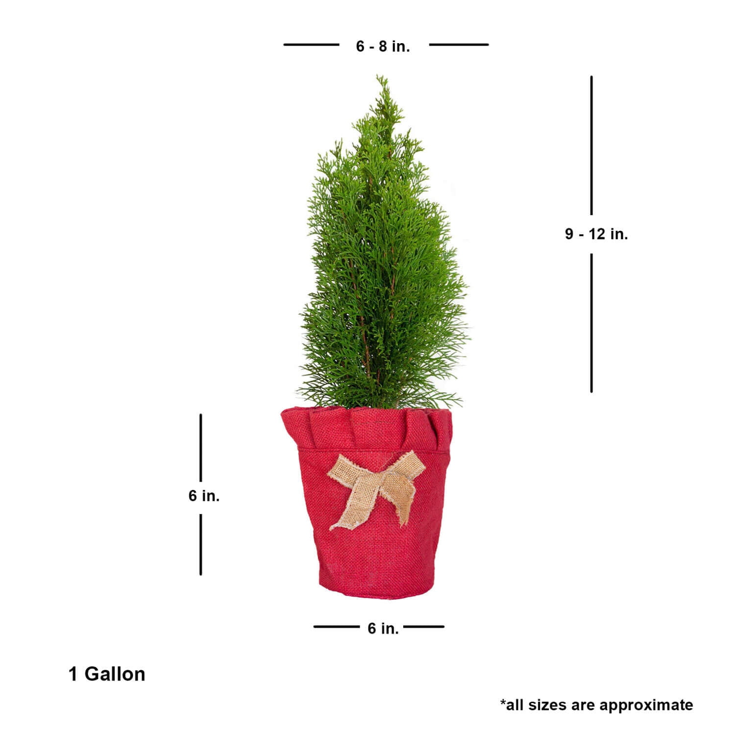 Expert Gardener Live Christmas Tree Emerald Green Arborvitae (2.5 Quart) Evergreen Plant with Decorative Burlap Wrap
