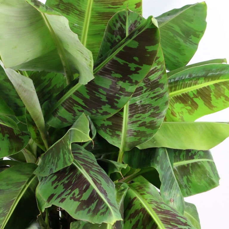 National Plant Network 1 gal. Banana Dwarf Cavendish Live