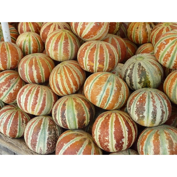 10 Kajari Melon Seeds, Cucumis Melo, Indian Delhi Melon Seeds - 10 Seeds for Planting