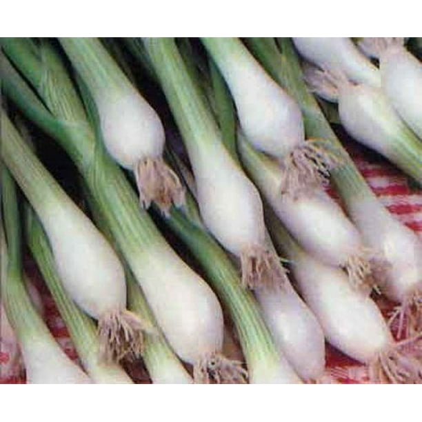 Onion Green Bunching Great Heirloom Vegetable 200 Seeds