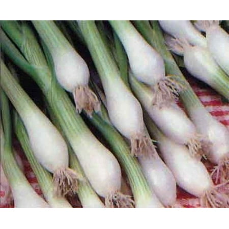 Onion Green Bunching Great Heirloom Vegetable 200 (Best Onion Seeds In India)