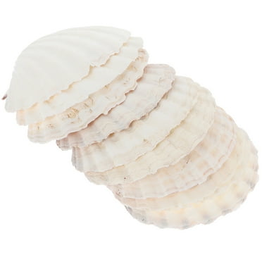 10 Pcs Christmas Decorations Vases Home Natural Shell DIY Shells Seashells For Crafting Graffiti White