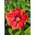 thumbnail image 6 of Hibiscus Cajun Color Live Plant  Tropical Flowering Shrub  Imperial Dragon 4 Inch Pot Hibiscus Hybrid for Garden or Patio  Exotic Imperial Dragon Flowers, Perennial Hibiscus 4 Inch Pot, 6 of 7