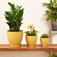 thumbnail image 5 of Flora Bunda CT2038E3-MUSTARD 10',8',6.75' GL MUSTARD Hiero Ceramic Pot on Saucer Set of 3, 5 of 5