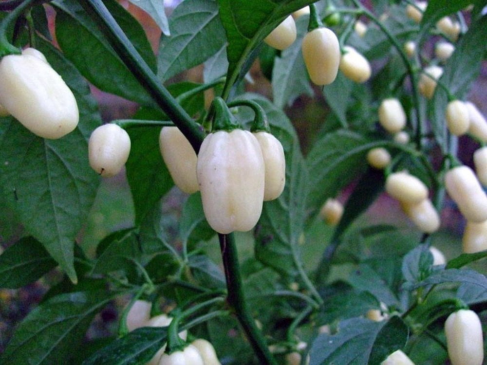 Peruvian White Lightning Habanero Pepper Plant FIERY HOT