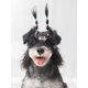 thumbnail image 2 of 5pcs Bone Design Random Color Pet Hair Clip For Dog And Cat For Decoration, 2 of 5