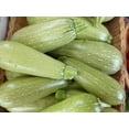 TomorrowSeeds 5 Species Summer Squash Mix Seeds 60+ Count Packet