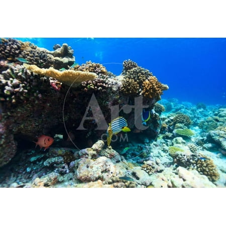 Beautiful Colorful Coral Reef and Tropical Fish Underwater at Maldives Print Wall Art By BlueOrange