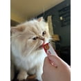 thumbnail image 4 of Rena's Recipe Kitty Licks ( 28 tubes/ variety flavors), 4 of 12