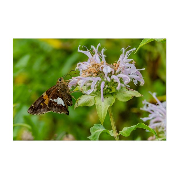 Lake Williams Pennsylvania Butterfly On Bee Balm Flower 24 X 36 Art Print Poster Walmart Com Lake Williams Pennsylvania Butterfly On Bee Balm Flower 24 X 36 Art Print Poster Walmart Com