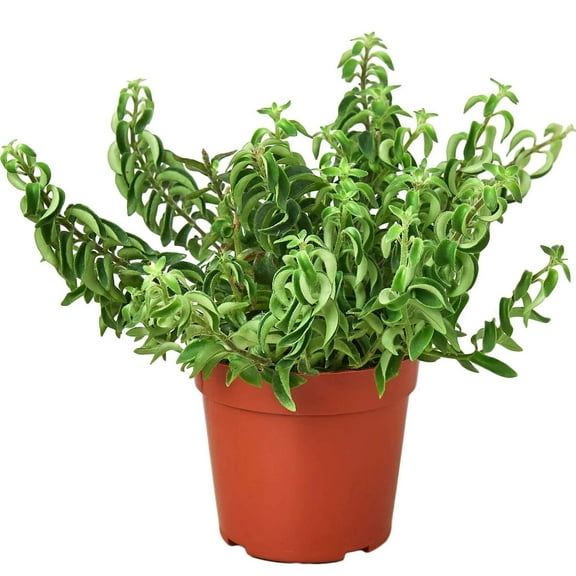 Curly Lipstick Plant!  Live Plant for Indoor | Different Houseplants in 4'' & 6'' Pot | Real House Plant for Living Room, Office, Desk & Bathroom | Aeschynanthus radicans