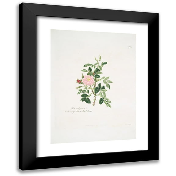 Mary Lawrance 11x14 Black Modern Framed Museum Art Print Titled - Rose Rusty (1799)