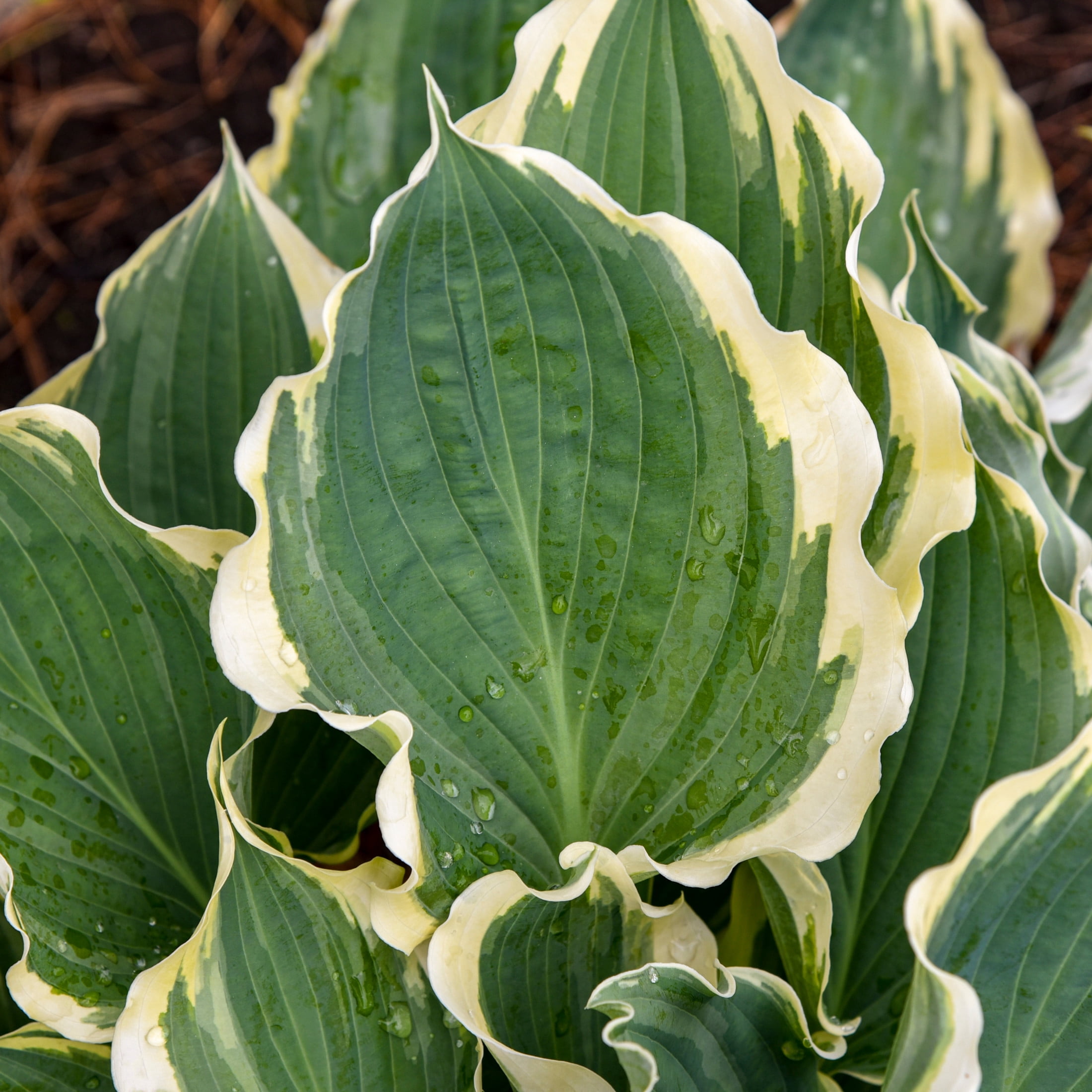 Proven Winners 6" Blue Shadowland 'Hope Springs Eternal' Hosta Live Plant in 6.5" Pot