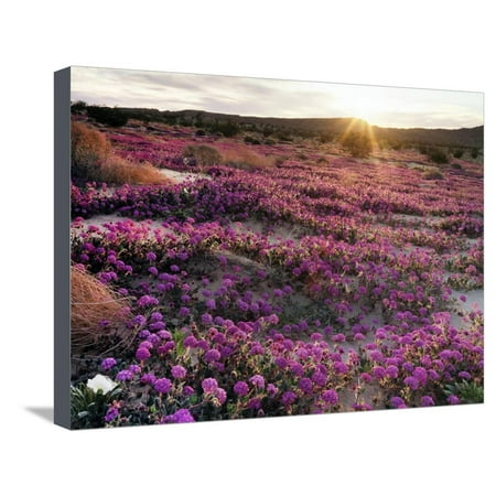 California, Anza Borrego Desert State Park, Desert Wildflowers Stretched Canvas Print Wall Art By Christopher Talbot
