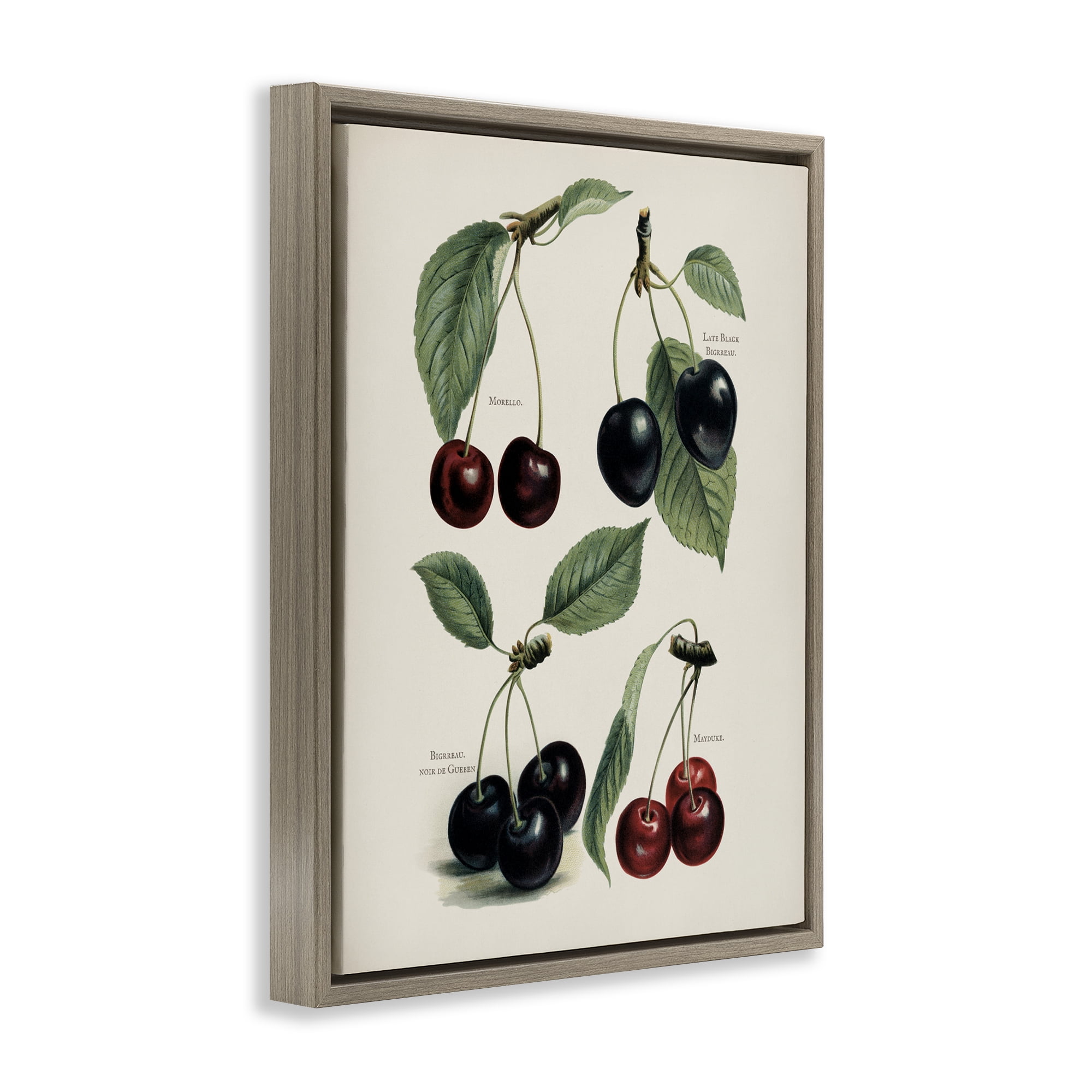 Natural Detailed Cherry Studies Brown Framed Floater Canvas Wall Art, design by Lettered and Lined