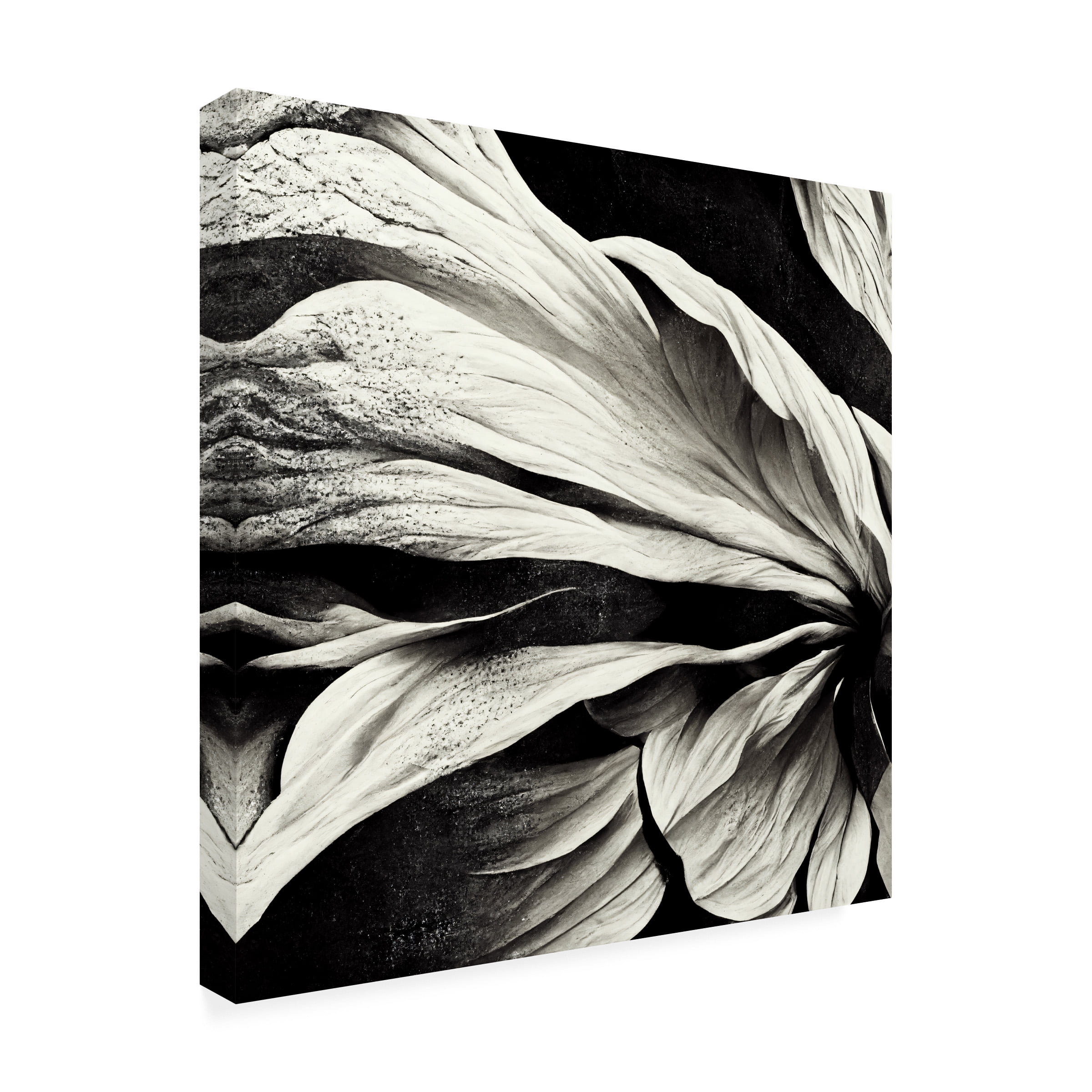 Canvas Wall Art - Ray Heere 'Flowers Black White 9' Wall Art for Living Room, Bedroom, or Office DÃ©cor by Trademark Fine Art - 24 x 24 Inches