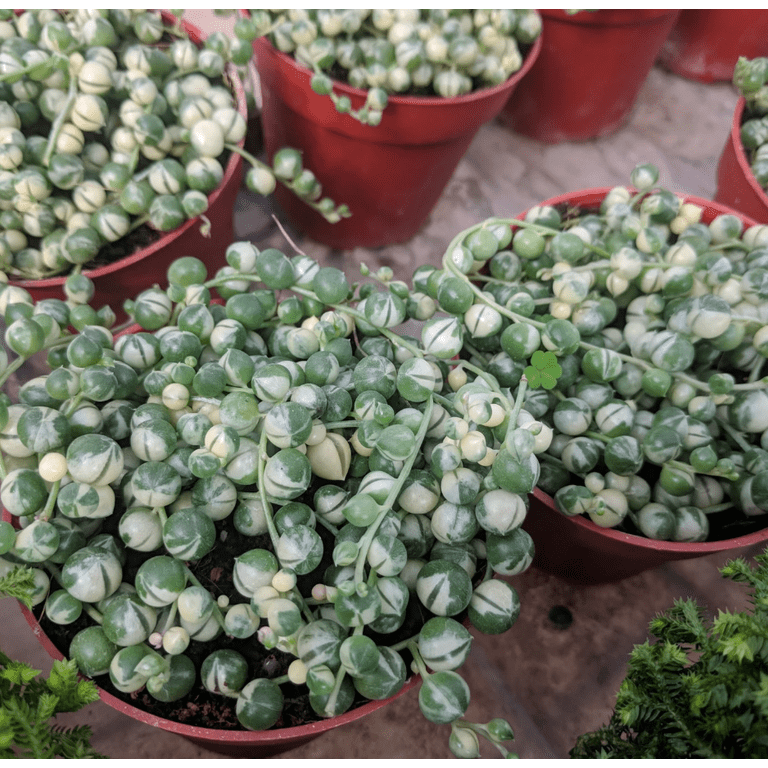 Veriegated String of Pearl Plant Live 4 Inch Pot, Succulent Plants Live in  Hanging Basket, Rare Houseplant for Home