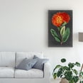 thumbnail image 3 of Trademark Fine Art 'Dramatic Floral II' Canvas Art by Curtis, 3 of 3