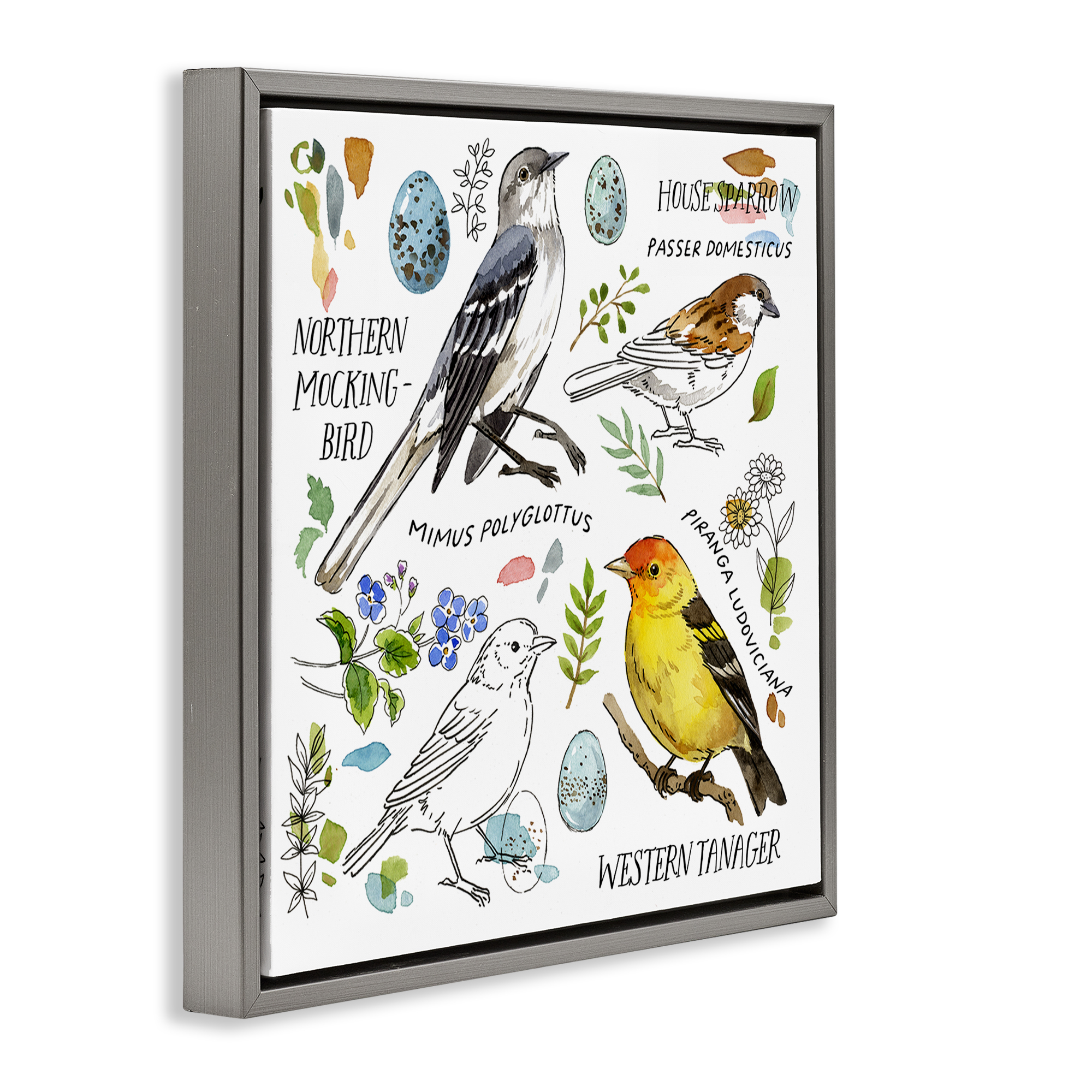 Stupell Industries Local Bird Diagram Animals Painting Gray Floater Framed Canvas Art Print Wall Art, 25 x 25