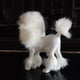 thumbnail image 3 of Escultura de caniche realista Figura decorativa Escultura de cachorro Figura de animal Blanco, 3 of 7