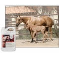 thumbnail image 5 of UltraCruz® Equine Shampoo Plus for Horses, 1 gal, 5 of 5