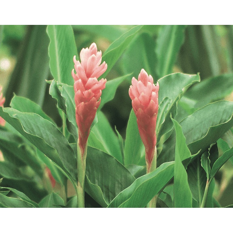veronica plant Veronica Spicata Magic Show 'Pink Potion' main image 1