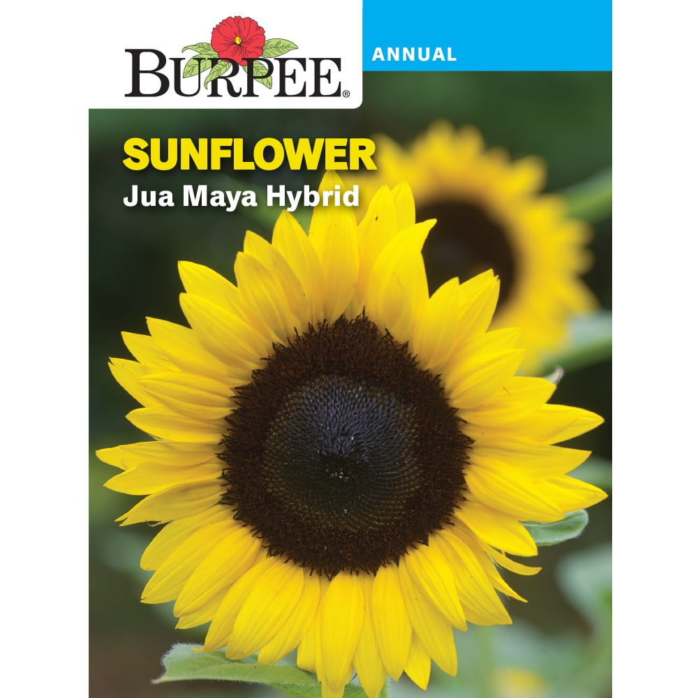 Burpee sunflower seeds Evening colours 