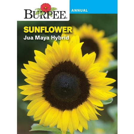 Burpee Jua Maya Hybrid Sunflower Flower Seed, 1-Pack