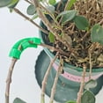 thumbnail image 2 of Inteprter 50x soporte para el crecimiento y plantas fáciles con accesorio para amantes 50 unids/set accesorio para plantas reutilizable y mejor Jardín y Patio verde, 2 of 6