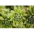 thumbnail image 2 of Berzel, Erin 24x17 White Modern Wood Framed Museum Art Print Titled - Succulent Array, 2 of 4