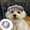 Gris, variante sur Chapeaux pour Animaux Mode Chien et Chat Casquette de Baseball Artiste Français pour Fête Anniversaire Mariage et Événements de Photographie