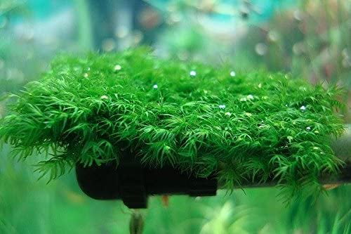 Live Plant for Glass Aquarium Fish Tank Fissidens Mini 