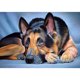 thumbnail image 1 of Wdftyju Kit de pintura de resina de diamante cuadrado de taladro completo de cachorro 5D de diamantes de imitación (B) Wdftyju 6ts0kr1au7wg3zp9D02, 1 of 9