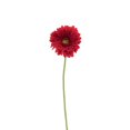 thumbnail image 1 of 24 Po. Tige de Marguerite Gerbera - Rouge, 1 of 1