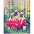thumbnail image 3 of Juego de ropa de cama ABPHQTO de 3 piezas Funda nórdica Pug Chihuahua con 2 fundas de almohada tamaño doble, 3 of 4