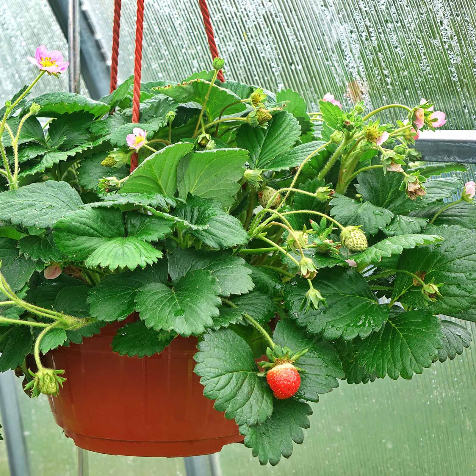 Indoor Artificial Plant Strawberry Hanging Bush Plus Berry Room Decoration 