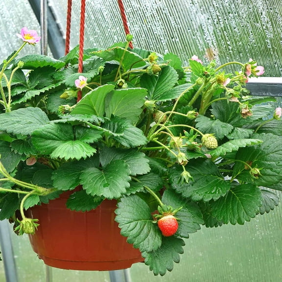 Strawberry Fruit Garden Seeds - Berries Galore Hybrid Pink - 100 Seeds - Non-GMO Fruit Gardening