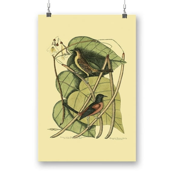 Baltimore Bird. Catalpah Poster - Mark Catesby Designs,