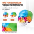 thumbnail image 5 of KFFKFF Anatomical Skull Replica, 22 Component Life-Sized Painted Skull Structure, PVC Constructed Educational Skull, Separable Study Skull Model, Ideal for Academic Instruction, 5 of 9