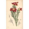thumbnail image 2 of Splendid Scarlet-Flowered Leschenaultia Leschenaultiaa Poster Print By ?? Florilegius Mary Evans, 2 of 4