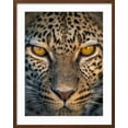 thumbnail image 2 of Art.com Leopard (Panthera Pardus), Ndutu, Ngorongoro Conservation Area, Tanzania Photographic Print, Brown Frame Wall Art, 23" x 29", 2 of 5
