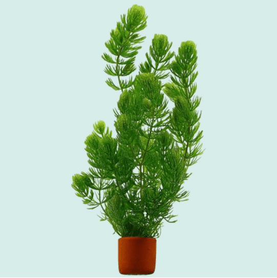 Low Light Aquarium Plant Bundle – Live Freshwater Aquarium Plants
