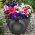 Double Petunia Flowers (300 Seeds) NonGMO Heirloom Fresh Flowers