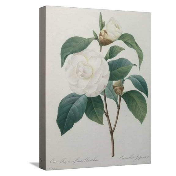 Art.com White Camellia Stretched Canvas Print Wall Art by Pierre-Joseph Redoute, 12" x 16"