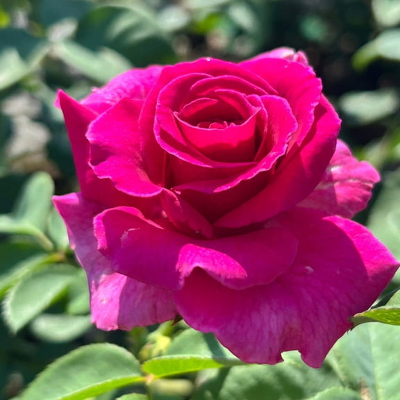 Echo® Brindabella™ Purple Prince Rose - Rosa x 'GRAppl'