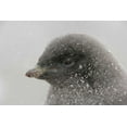 thumbnail image 2 of Morris, Arthur 18x13 White Modern Wood Framed Museum Art Print Titled - Antarctica Adelie penguin chick in snowstorm, 2 of 4
