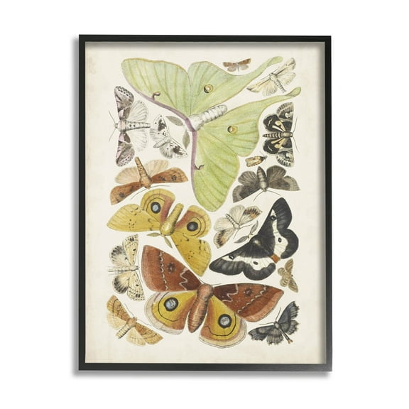 Stupell Industries Various Moth Species Insect Patterns Graphic Art Black Framed Art Print Wall Art, Design by World Art Group