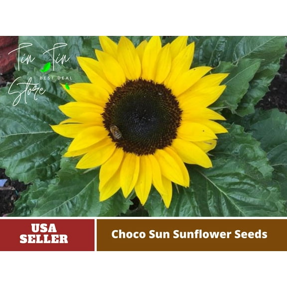 25 Seeds-Choco Sun Sunflower Seeds Planting#E029-Authentic Seeds-Flowers-Rose seeds-Herb seeds-Vegetable Seeds-Mix Seeds for Plant- B3G1