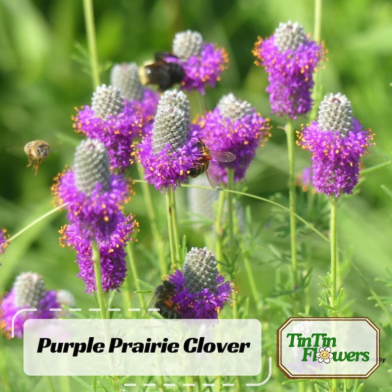 100 Clover Seeds - Non- Flower Seeds for Gardening - for Ground Cover and Pollinator Gardens - Easy to Grow in Various Climates